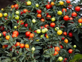 Jeruzsálemi cseresznye - Korallfácska, Solanum pseudocapsicum, padlizsán